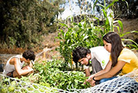 Students use compost made on campus to fertilize the organic community garden at Sixth College. Photo courtesy of UC San Diego.