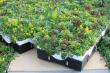 The Park Landing Apartment Homes by Newman Garrison + Partners will feature green roofs from LiveRoof Hybrid Green Roof System. The property is being developed by Jamboree Housing Corporation. 