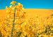 NetComposites and BRE are leading a project to assess the environmental credentials of naturally derived construction materials