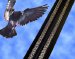 Bird-B-Gone, Inc. has made new improvements to their Bird Jolt Flat Track System