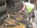 London's oldest timber structure has been unearthed by archaeologists from Archaeology South-East (part of the Institute of Archaeology at UCL). It was found during the excavation of a prehistoric peat bog adjacent to Belmarsh Prison in Plumstead, Greenwich, in advance of the construction of a new prison building. Radiocarbon dating has shown the structure to be nearly 6,000 years old and it predates Stonehenge by more than 500 years