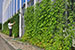As part of its environmental protection activities, the Kyocera Group is growing morning glories and goya (bitter gourd) to form 