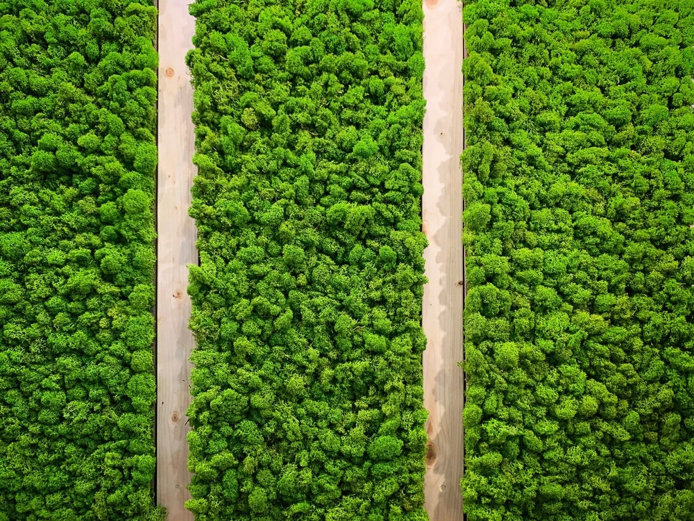 moss, urban greening, green space, urban