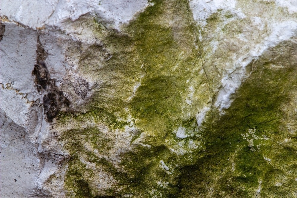 cement, limestone, carbon dioxide, carbon, limestone, concrete, biogenic