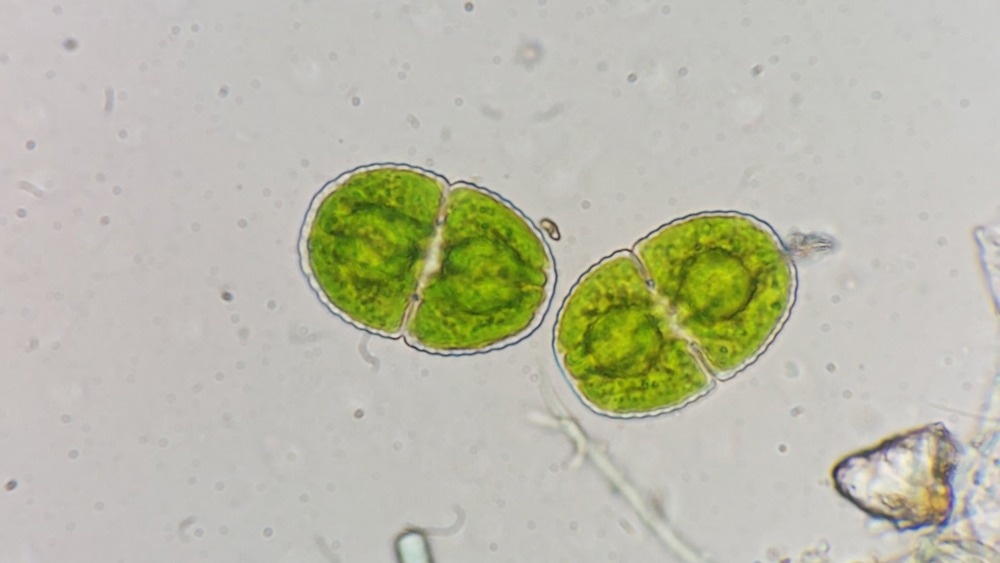 coral concrete, microalgae cement, cement biocomposite