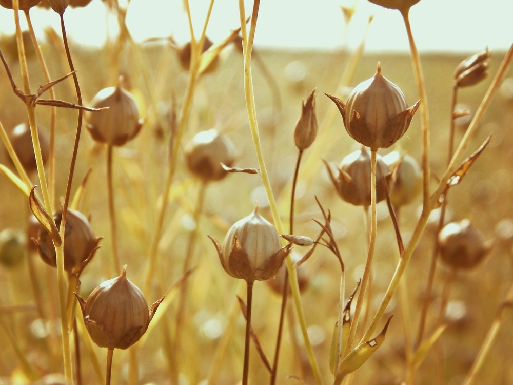 flax building material