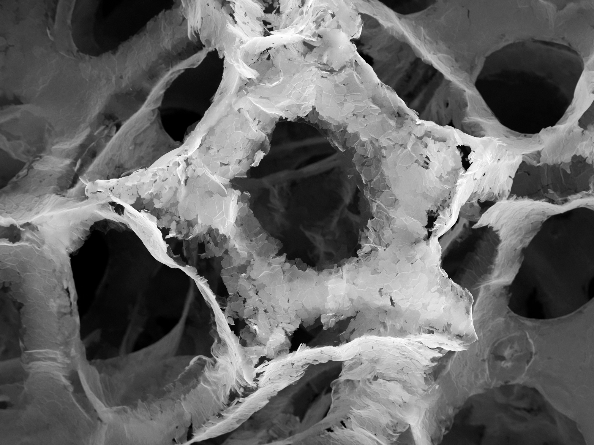 Scanning electron microscopy (SEM) image of graphene foam