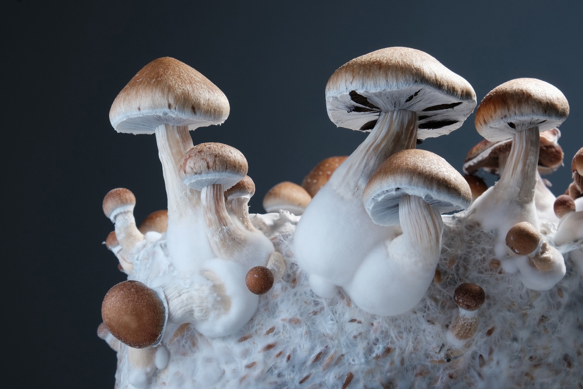 Close up of mycelium, indoor cultivation.