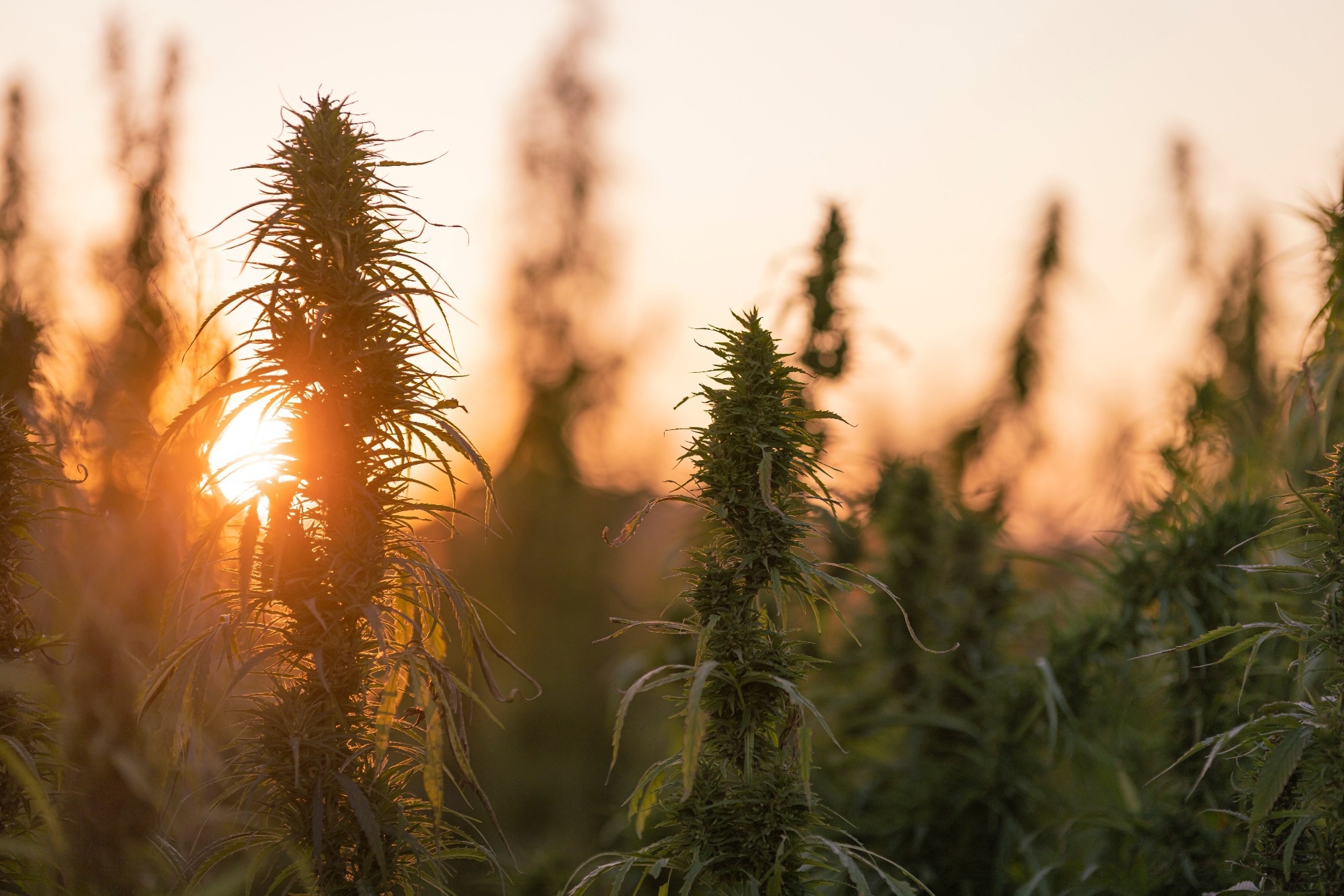 Hemp growing in a field