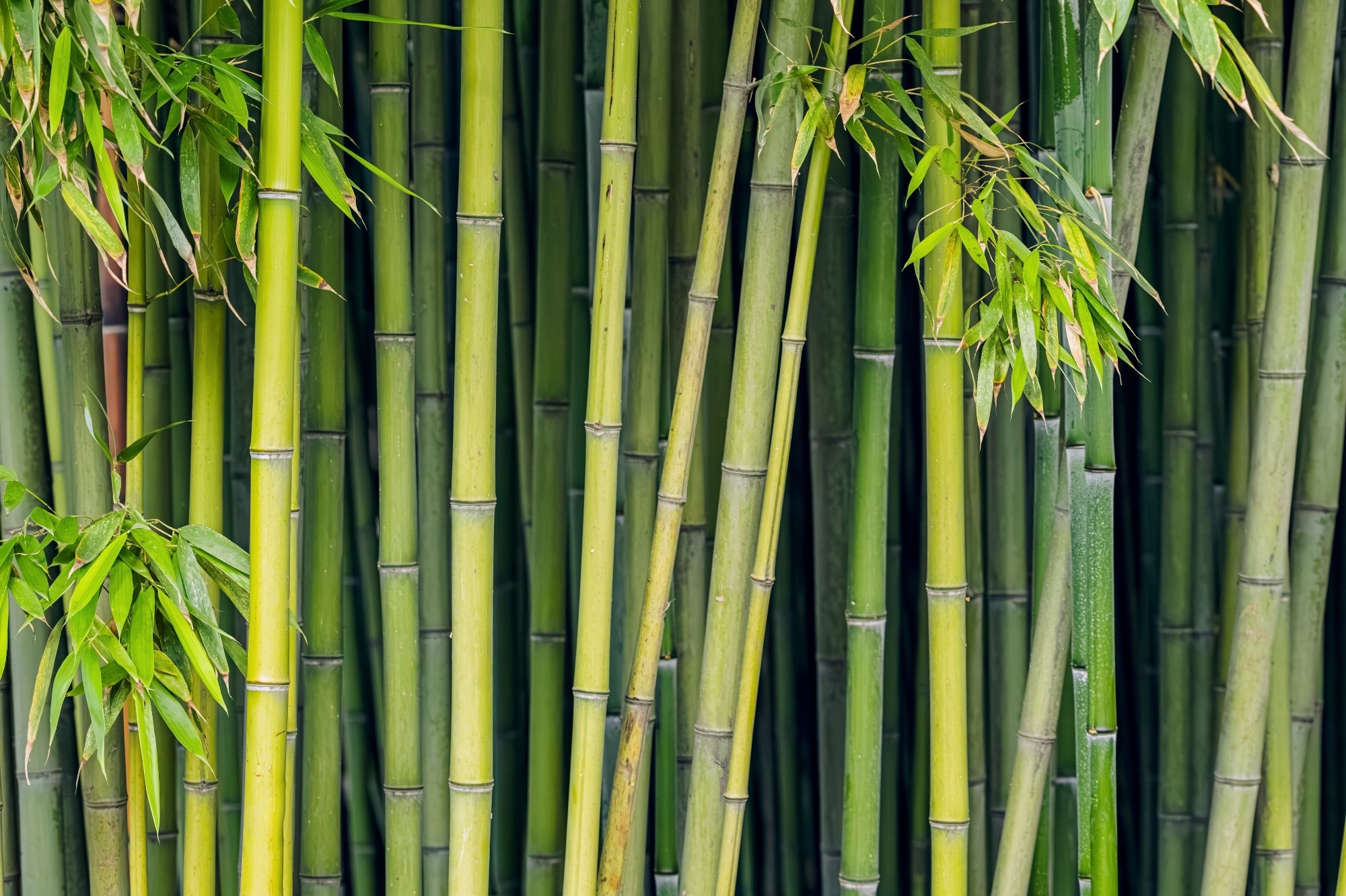 A serene bamboo grove in garden, showcasing lush green stems and foliage, creating a peaceful and zen-like atmosphere
