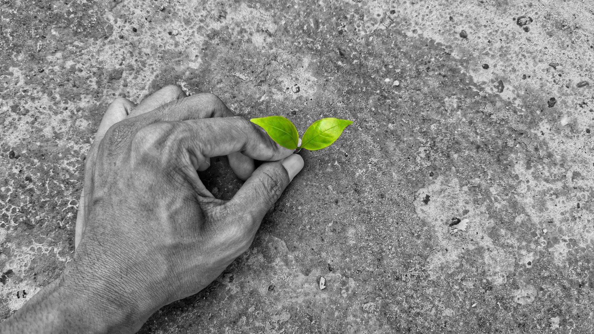 Small green plant growing out of concrete