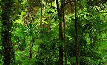Reasons for the Premature Failure of Galvanized Coating in a Tropical Area of Australia