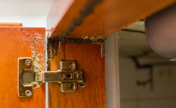 Tips to Help Stop Your Home Becoming a Meal for Termites