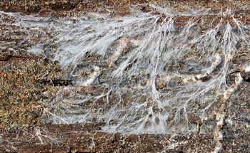 Mycelium: The Future of Building With Organics