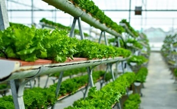 Controlled Environmental Agriculture in Tall Buildings