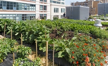 Food Production on Buildings: Is It Sustainable?