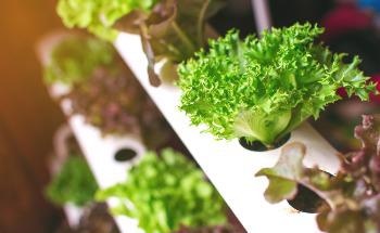 Architecture Meets Agriculture in the Jian Mu Tower
