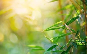 The Drawbacks of Bamboo-Reinforced Concrete