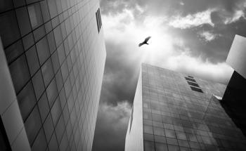 How Different Glasses Can Reduce Bird Deaths Against Buildings