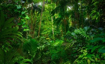 Analysis of the Effect of Vegetation Coverage on Urban Energy Consumption