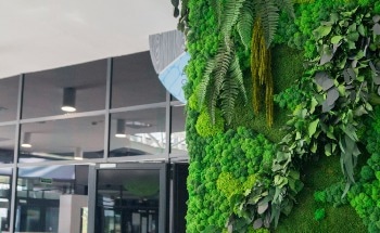 How Can Moss Contribute to Urban Greening?