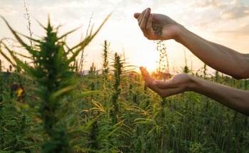 Can Hemp Rebar be Useful in Construction?