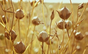 The Resurgence of Flax as a Building Material