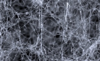 Advancing Sustainable Construction with Mycelium-Based Solutions