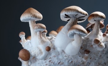 5 Uncanny Materials Reinventing Construction