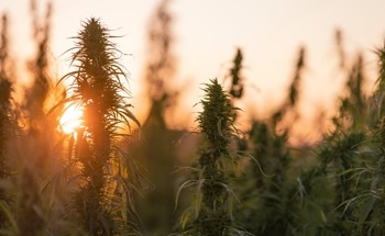 Could Hemp Bricks Help Solve South Africa’s Rural Housing Crisis?