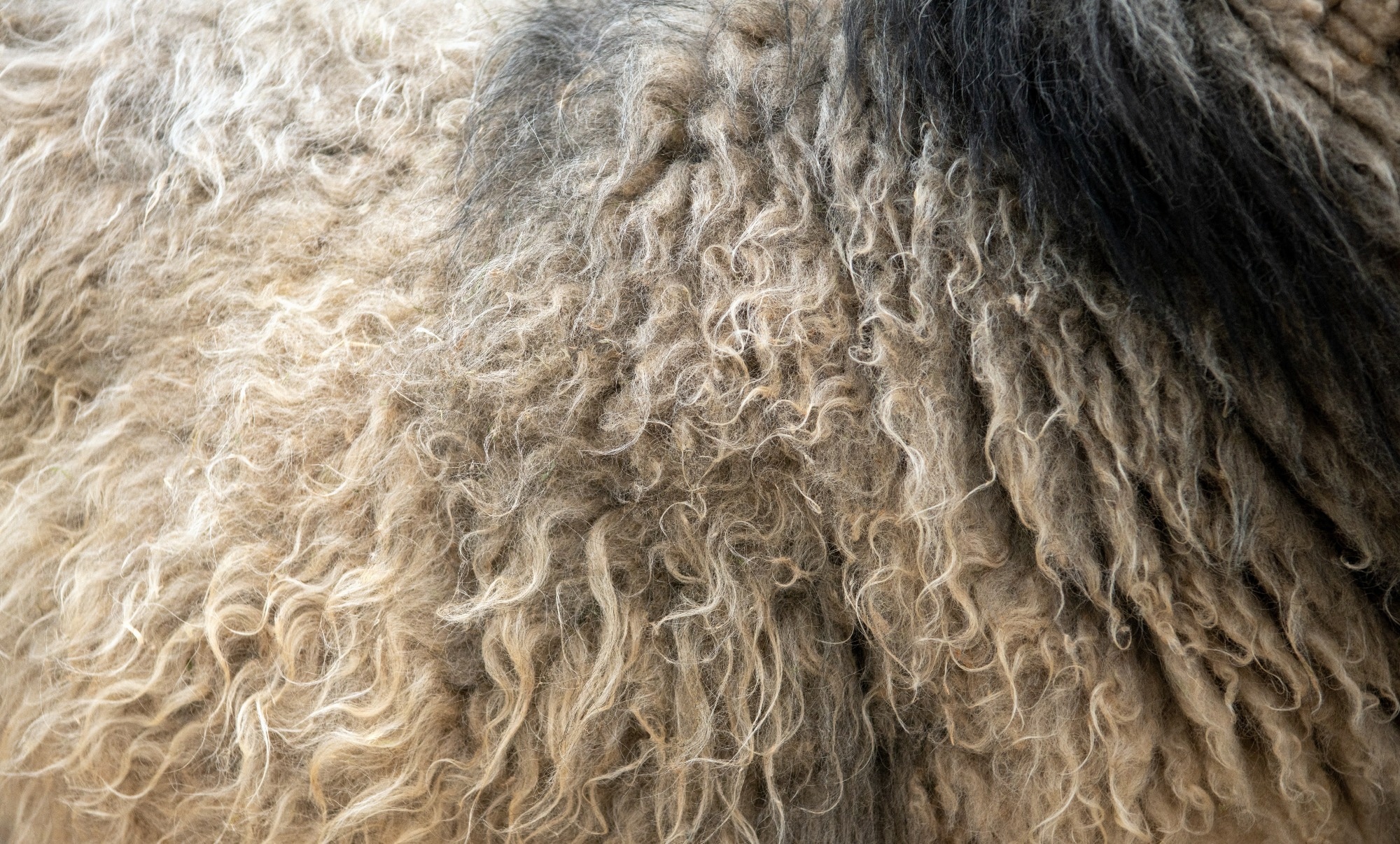 Wool Fibers Improve Green Building Components