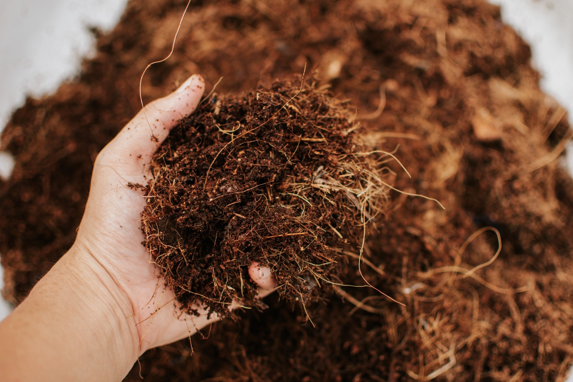 Farmer hand holding coconut coir dust and coconut fiber.