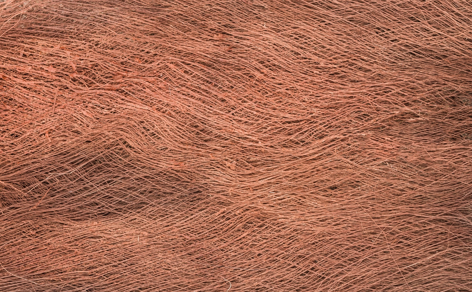 Natural hair fiber of a palm tree.