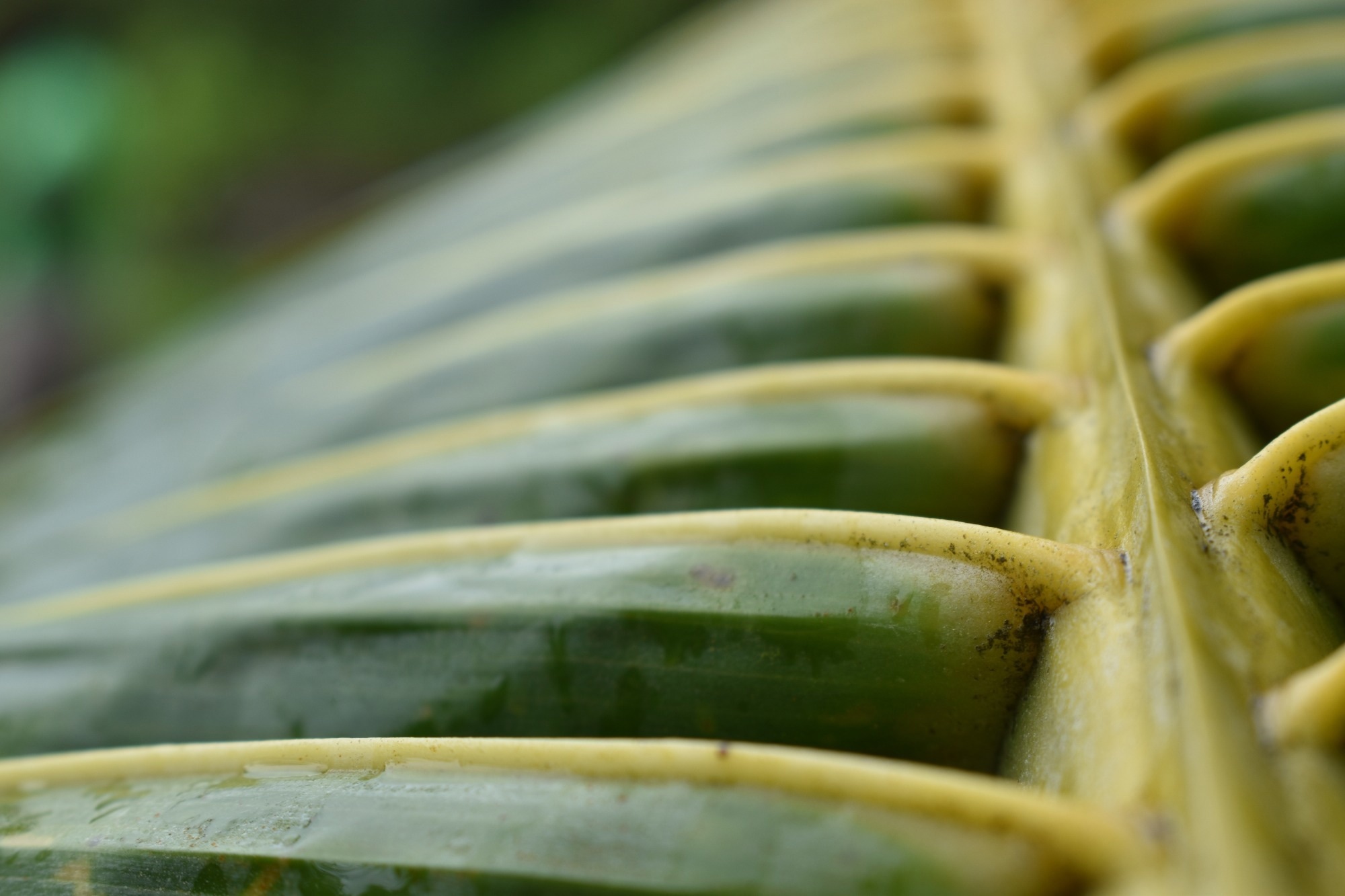 A closeup of a crispy fresh palm tree frond and branch.