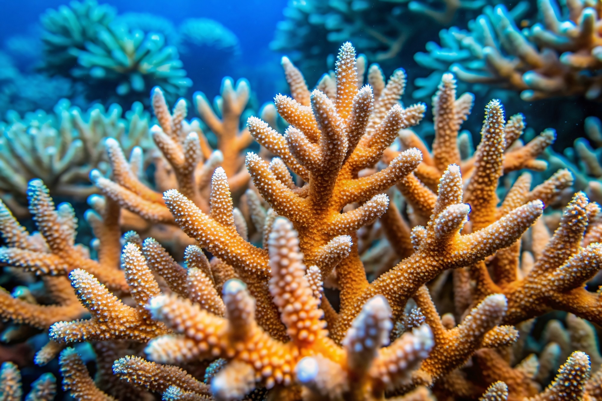 Underwater Closeup of Branching Acropora Coral
