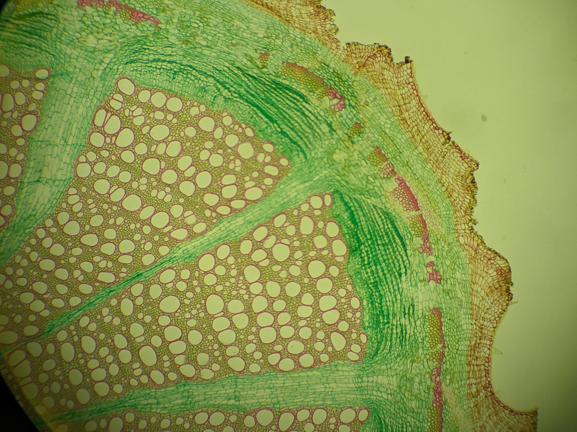 cross section of plant tissue as seen under the microscope.