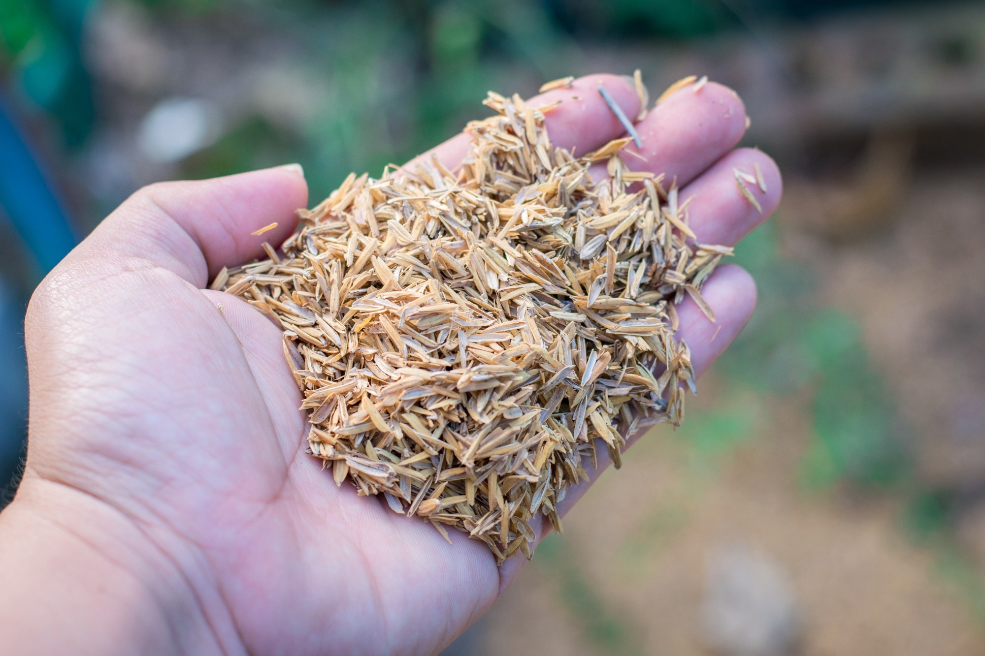 Rice husk on left hand, hardened crust of rice seeds from rice milling.