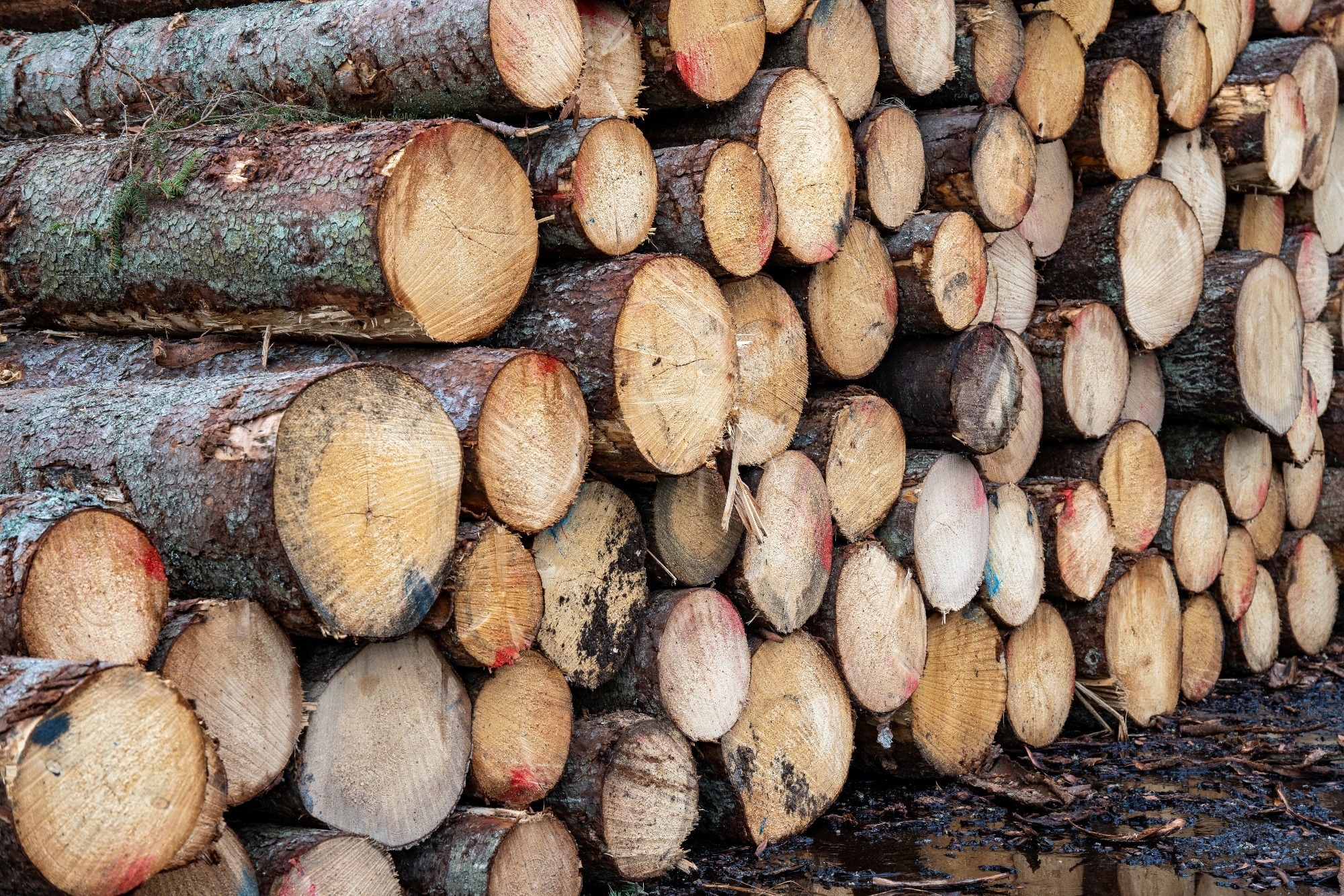 Mass Timber Adoption May Drive Reforestation and Slash Emissions