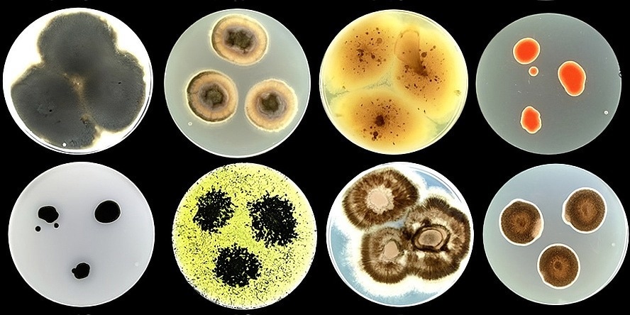 A variety of fungal species isolated from building facades in the coastal city of Izola (Slovenia).