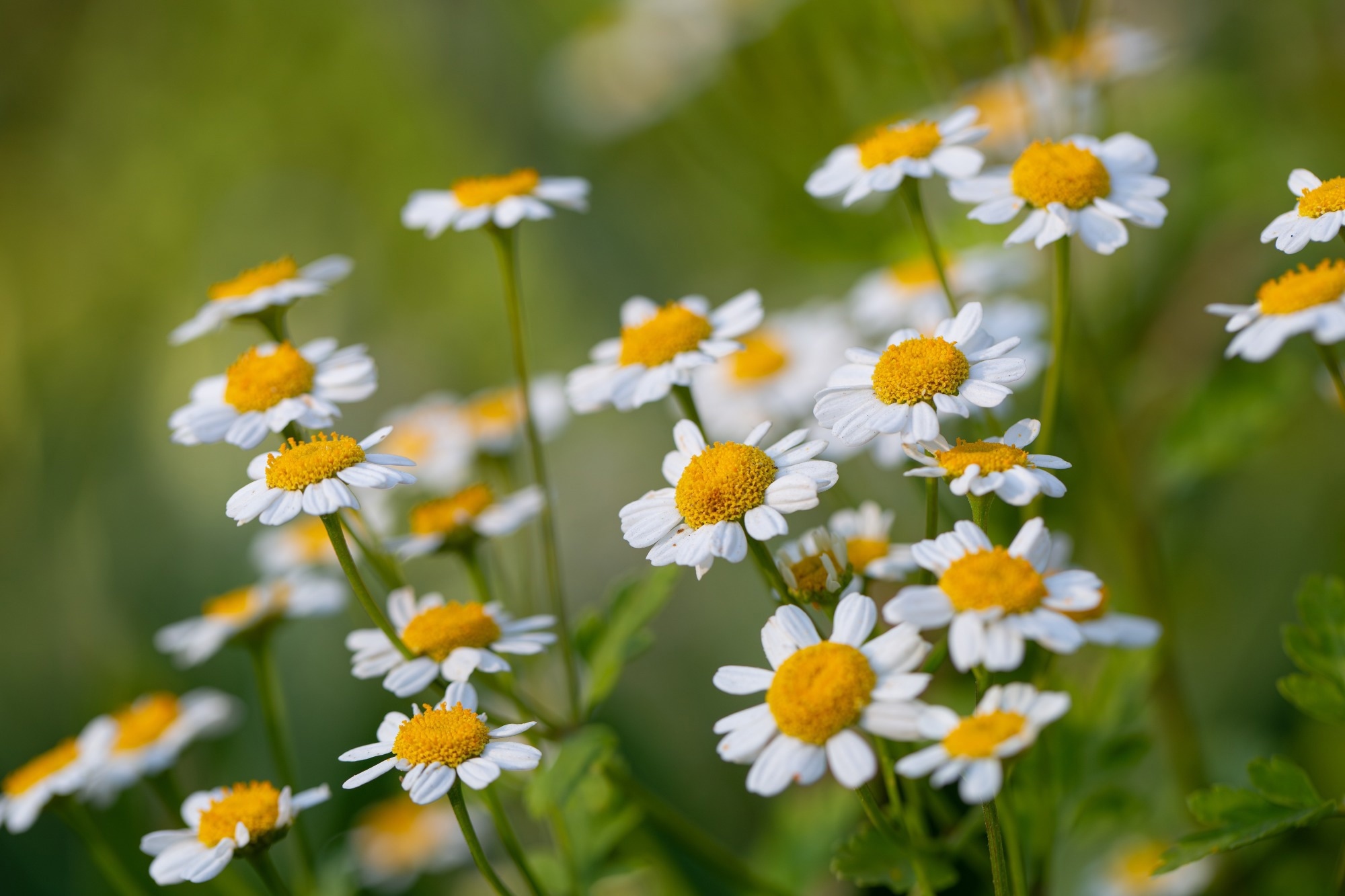 Researchers Develop More Sustainable Bricks Using Invasive Weed Biomass