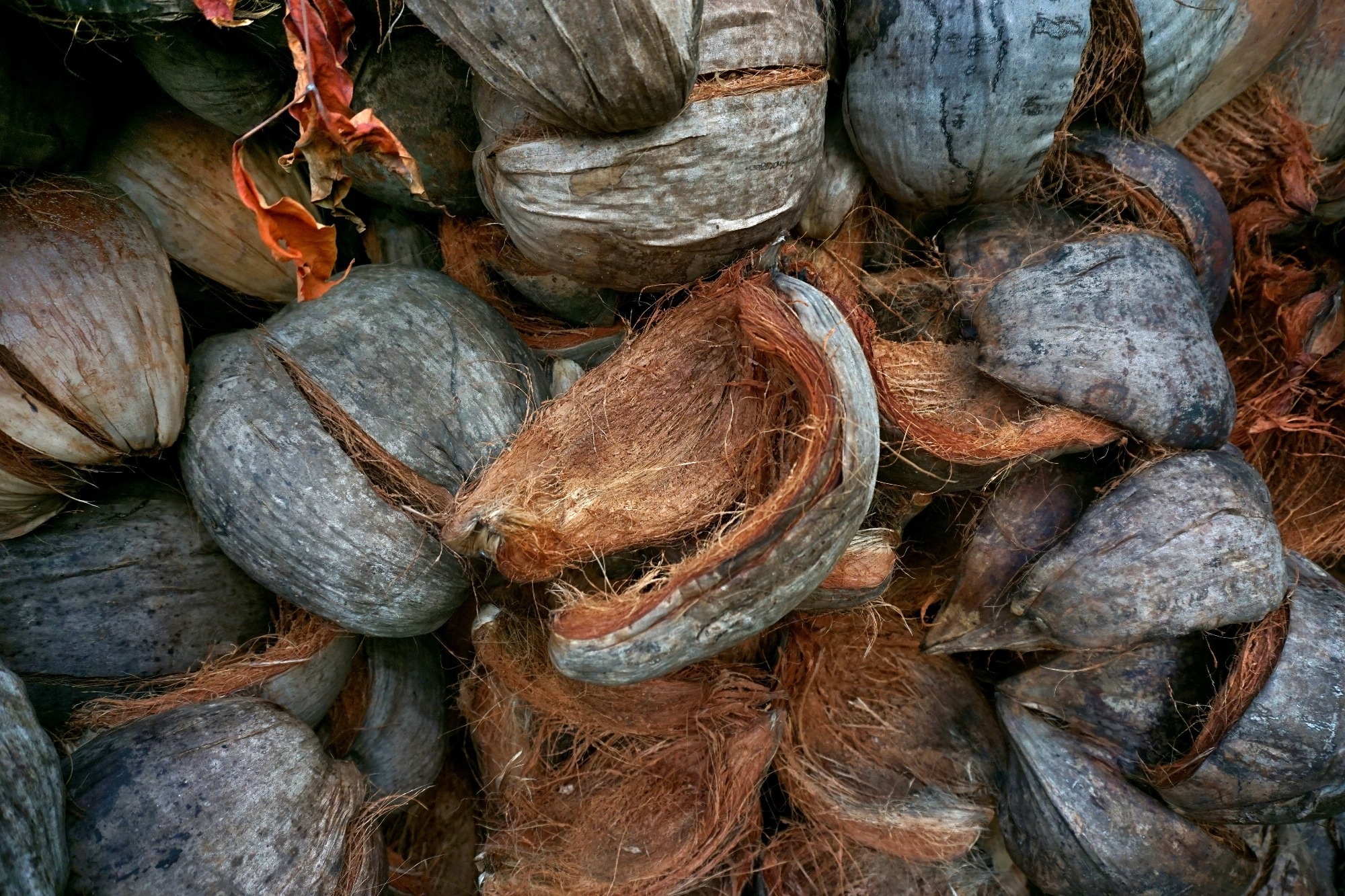 dry coconut fiber