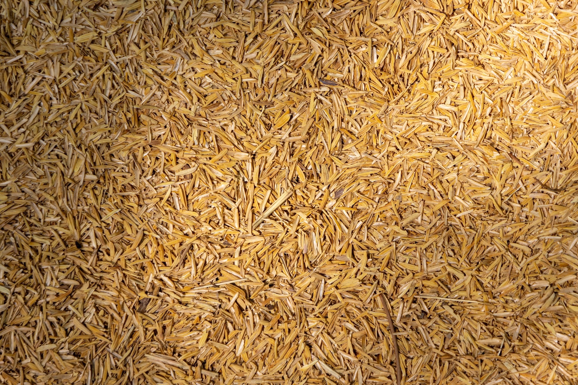 Close-up shot of a dense layer of golden-yellow rice husks
