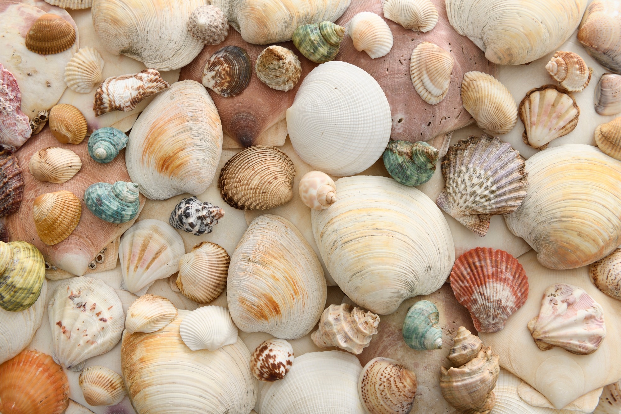 Various seashells clams cockles and sea snails in an abstract background pattern
