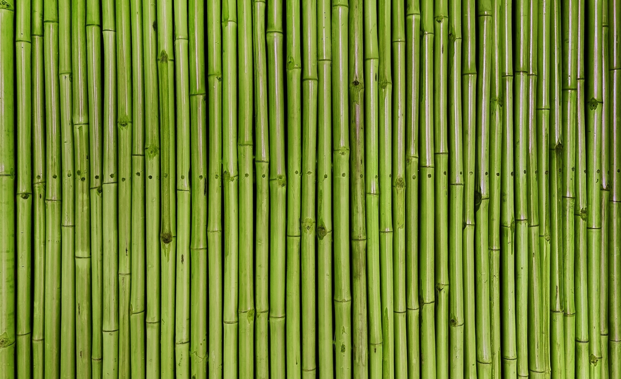 Green bamboo wall.