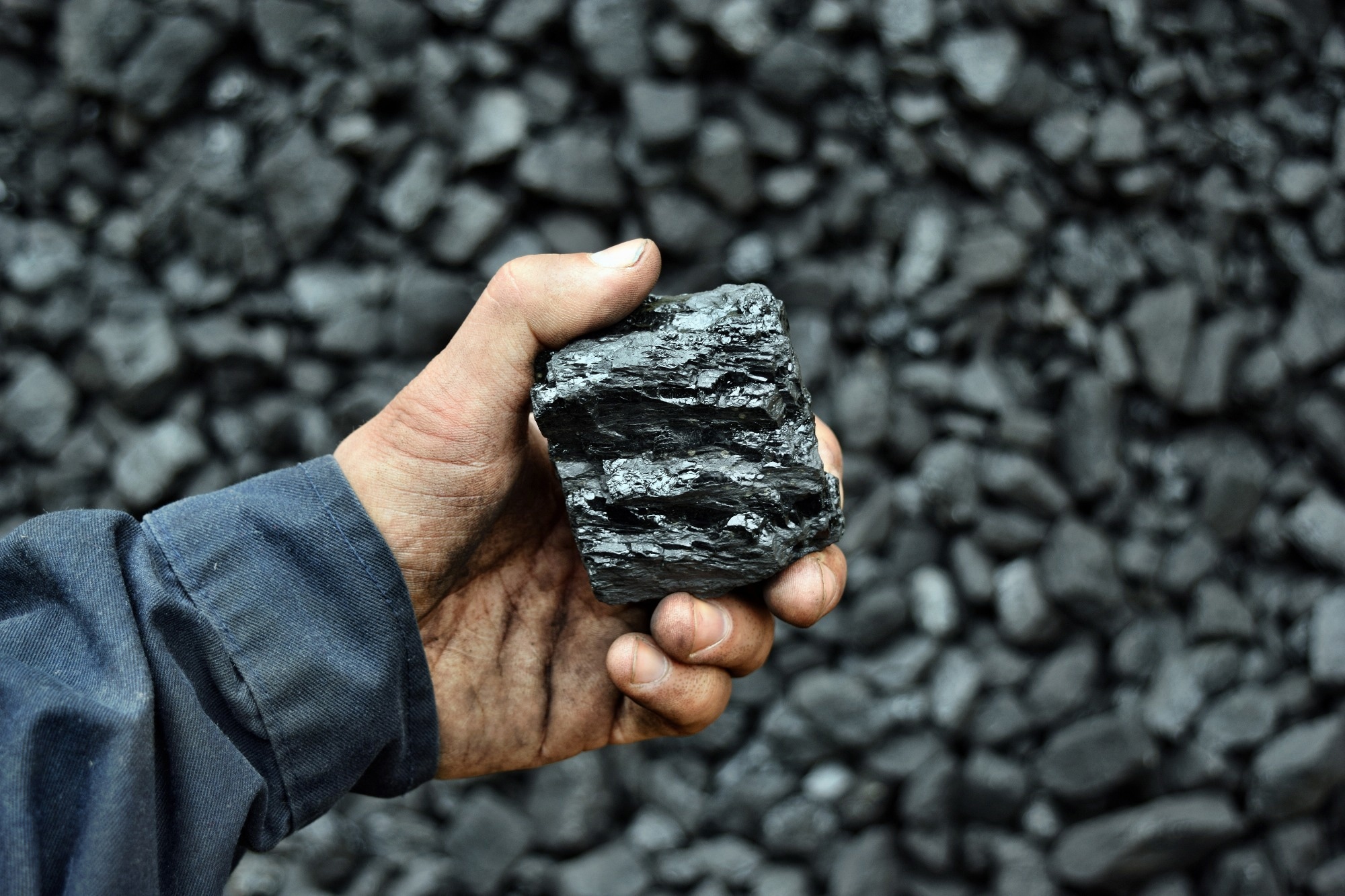 Coal in the hand of worker miner.