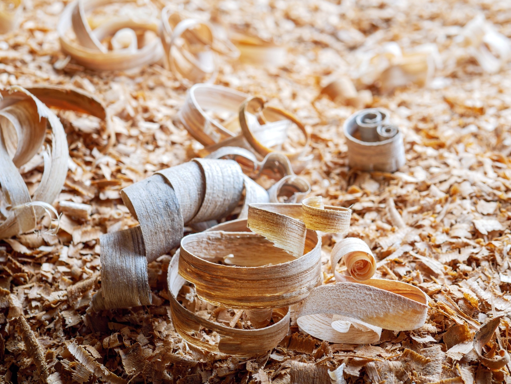 Wood shavings close-up against the background of other shavings and sawdust.