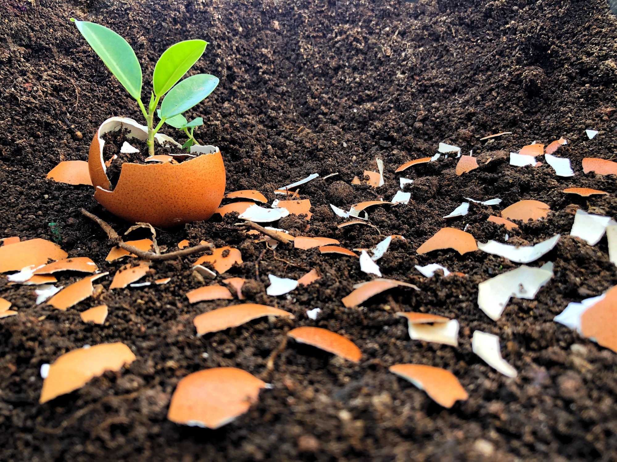 Eggshell Powder Shows Promise as a Sustainable Cement Additive