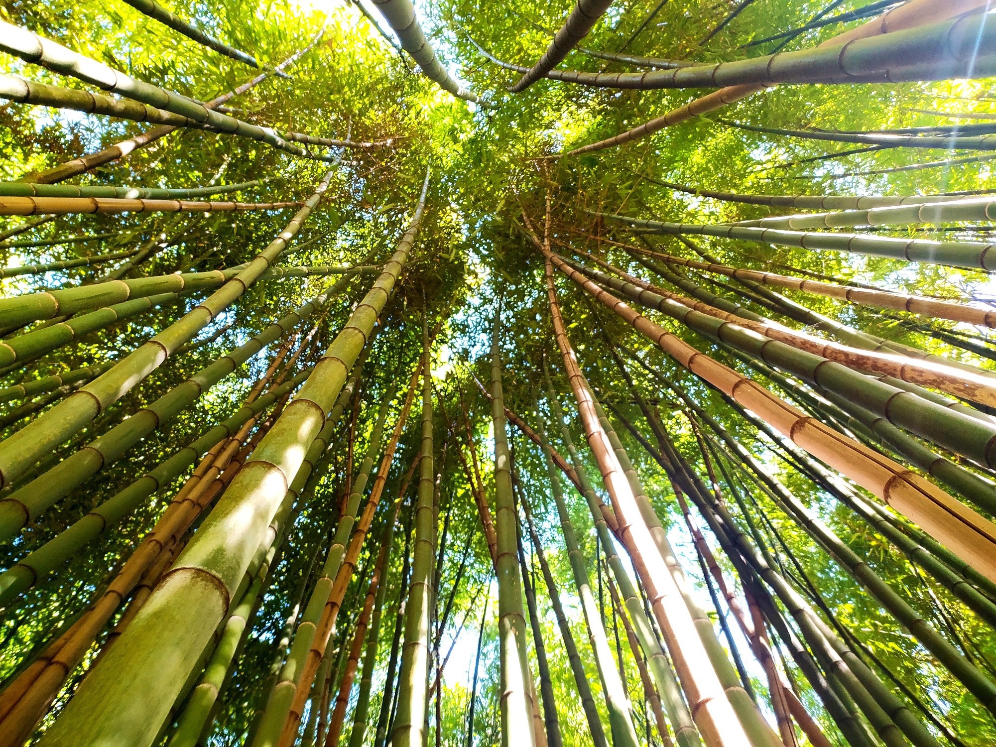Lush bamboo forest