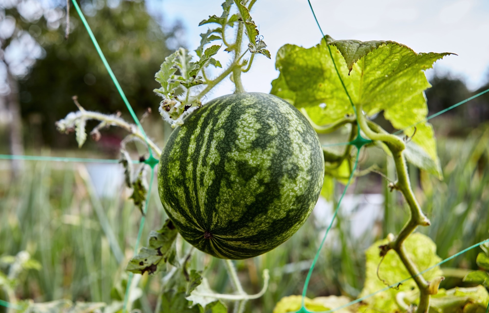 Could Watermelon Vine Waste Make Porous Concrete More Plant-Friendly?