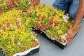 LiveRoof to Install Hybrid Green Roof Modules in North Carolina